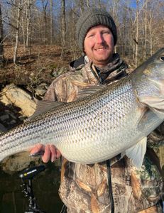 Striped Bass Bliss: Tennessee's Waters