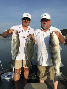 3 striped bass and wiper fish caught in Bristol