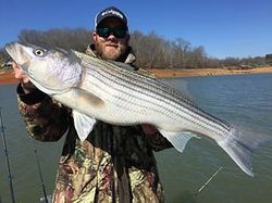 Striped bass caught in Bristol