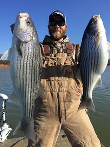 Two striped bass caught while fishing in Bristol