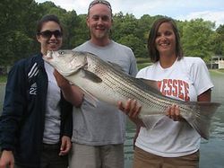 Striped bass caught fishing in TN