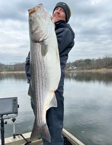 Striped bass caught in TN