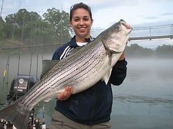 Striped bass caught while fishing in TN