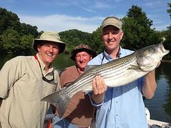 Striped bass fishing in TN