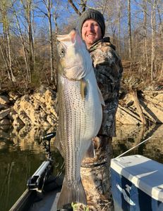 Striped bass caught while fishing in TN
