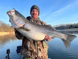 Striped bass caught in Tennessee