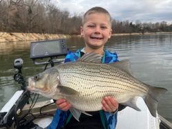 Wiper (Hybrid striped bass) caught in Bristol