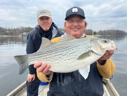 Wiper (Hybrid striped bass) caught while fishing in Bristol