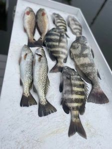 Fish-Species