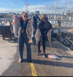 6 big red grouper caught fishing in FL