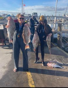 Six huge red grouper caught at Fort Myers Beach