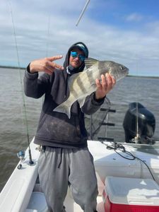 Impressive catch of a black drum fish at Fort Myers Beach