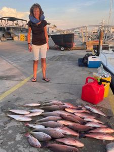 Two mangrove red snapper, 23 inches, caught while fishing at Fort Myers Beach