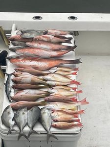 Pollock fish caught while fishing in FL