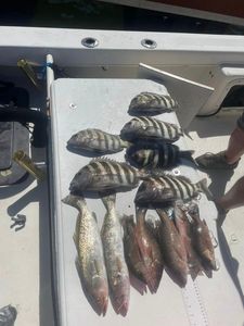 4 sheepshead fish caught in FL