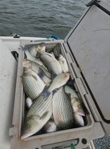 4 Wiper (Hybrid striped bass) fish caught in TX