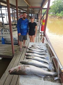 Two striped bass, 51 inches long, caught while fishing in TX