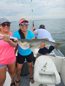 Striped bass, fishing in TX