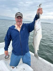 Striped bass caught by angler in Pottsboro