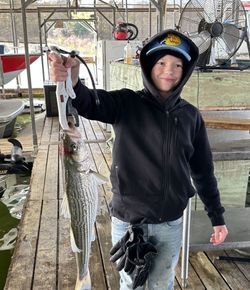 Striped bass fish caught in TX