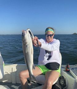 Striped bass caught in TX