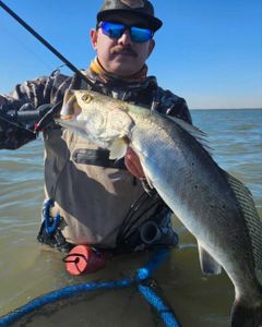 Rockport Trout Fishing 