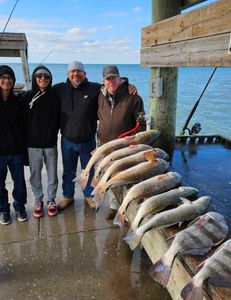 3 Black Drum fish caught in Corpus Christi
