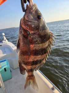 Sheepshead fish caught in FL