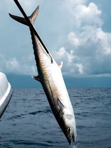 Great Barracuda fish caught while fishing in Mount Pleasant