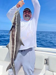 A single cobia fish, a 36-inch big catch, fishing in FL