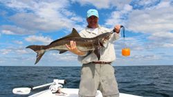 A fisherman holds a large cobia fish caught in Florida.