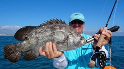 Tripletail fish caught by angler in St. Augustine