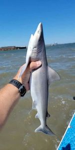 Atlantic Sharpnose Shark fishing at Johns Island