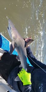 Dusky Smooth-Hound fish caught during fishing tour on Johns Island