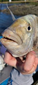 Fishing adventure on Johns Island