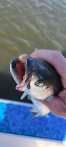 Scenic view of fishing in SC