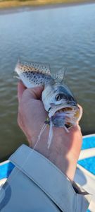 A lesser spotted dogfish swimming in the waters of SC