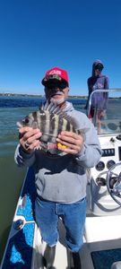 A sheepshead fish being caught on a fishing trip in Johns Island