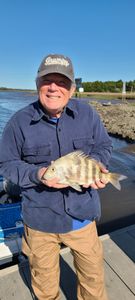 Sheepshead fish caught in SC during fishing tours
