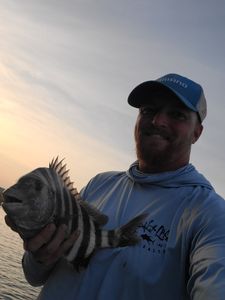 Sheepshead fish caught on fishing tours in Johns Island