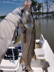 Chasing Elusive Snook Treasures