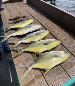Permit and Longfin Yellowtail fish in FL