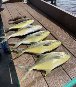 Fresh caught Florida Pompano and other fish species laid out on wooden boat deck in Chokoloskee FL