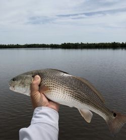 Redfish Battles, High Fives