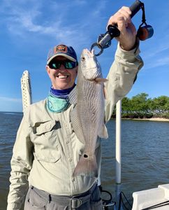 Redfish caught while fishing in Chokoloskee