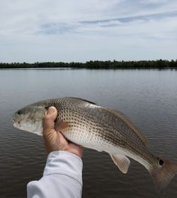 A redfish caught while fishing in Chokoloskee