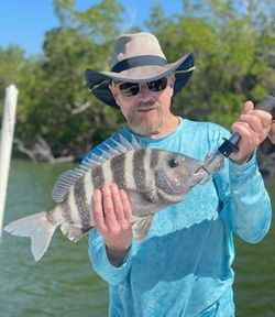 Sheepshead fish caught while fishing in FL