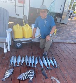 3 sheepshead fish caught while fishing in FL