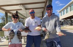 Five sheepshead fish caught in Florida