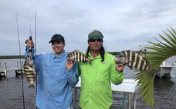 Three sheepshead fish caught in Chokoloskee